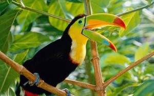 Toucan