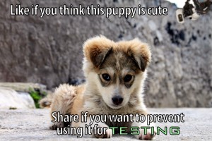 The_Puppy-2Btesting