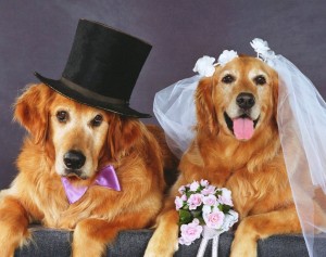 dog-2Bwedding