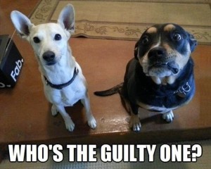 guiltydogs