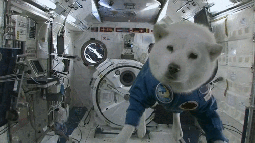 space-2Bdog