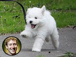 zuckerberg-27s-2Bdog