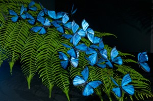 blue-morpho-butterflies