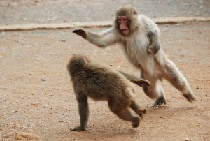 Monkey-Fighting