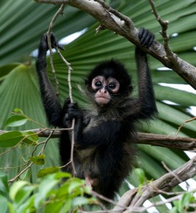 Spider_Monkey_Infant_600