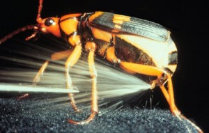 bombardier beetle