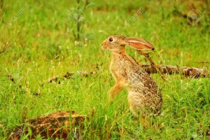 wild hare kenya